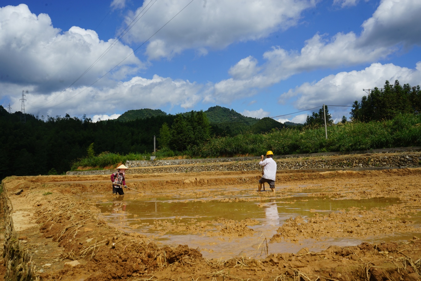 电话求助种粮难题 农技专家田间地头开“药方”